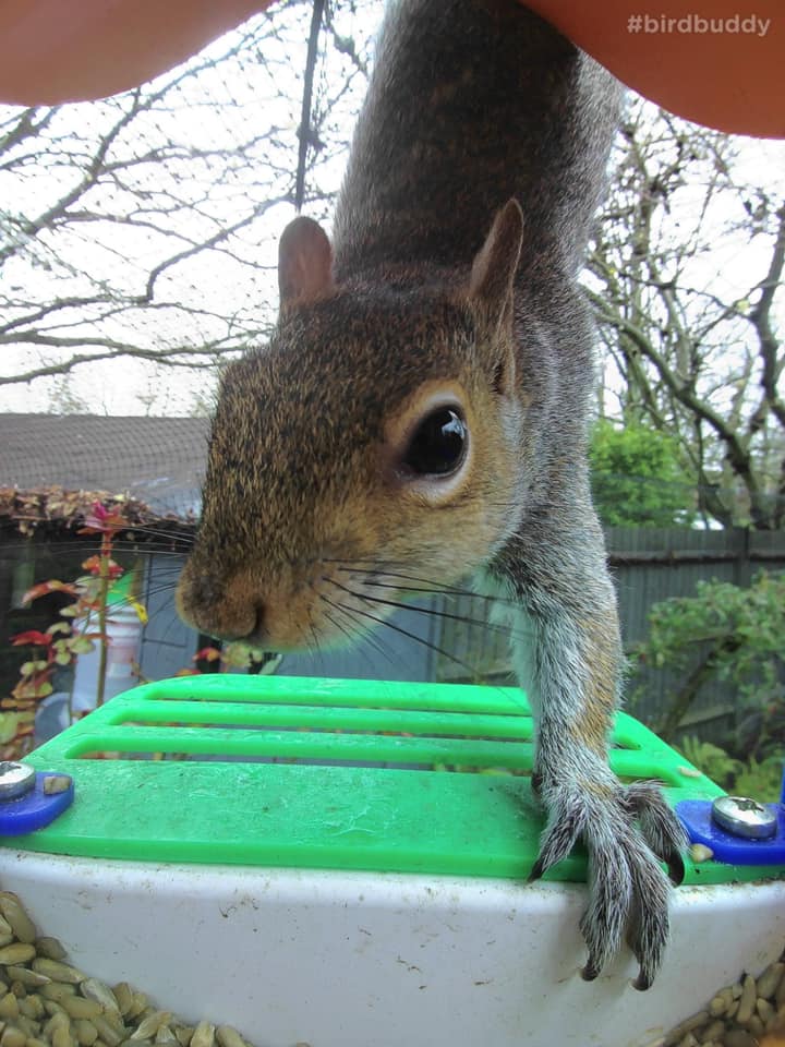 5 Tips to Keep Squirrels off your Bird Feeder Bird Buddy Blog